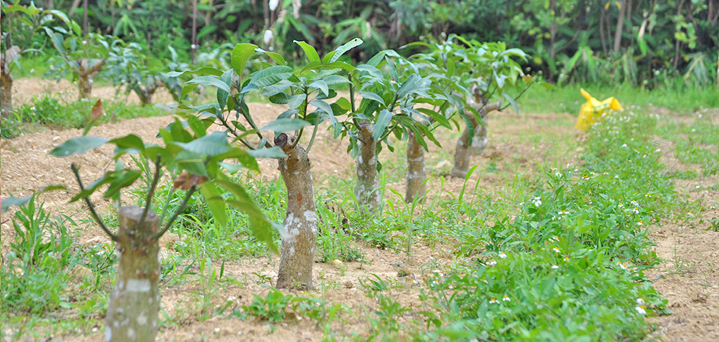 農薬を最小限に抑えた土壌作り